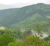 На Закарпатье самые богатые на пралеса Тячевский и Раховский районы