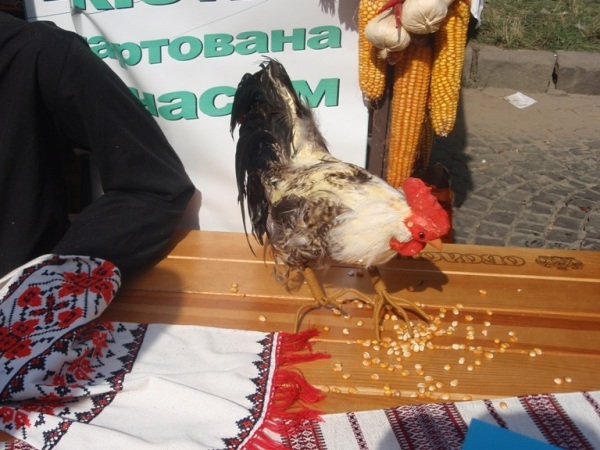 В Ужгороді відбувся кулінарний фестиваль 