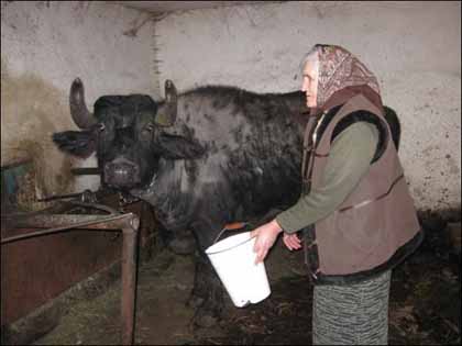 Закарпатцев агитируют выращивать буйволов