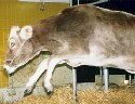 На Закарпатье из-за бешенства погибла корова