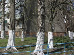 ДеБілизація Ужгорода