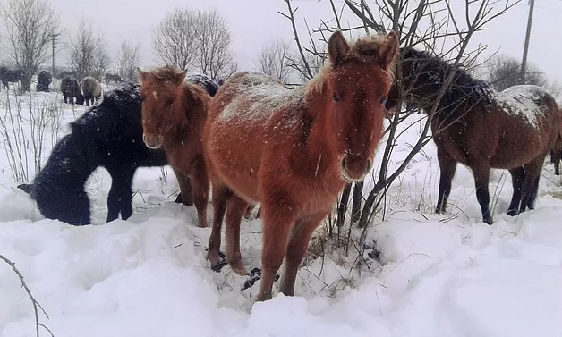 Зимівля коней