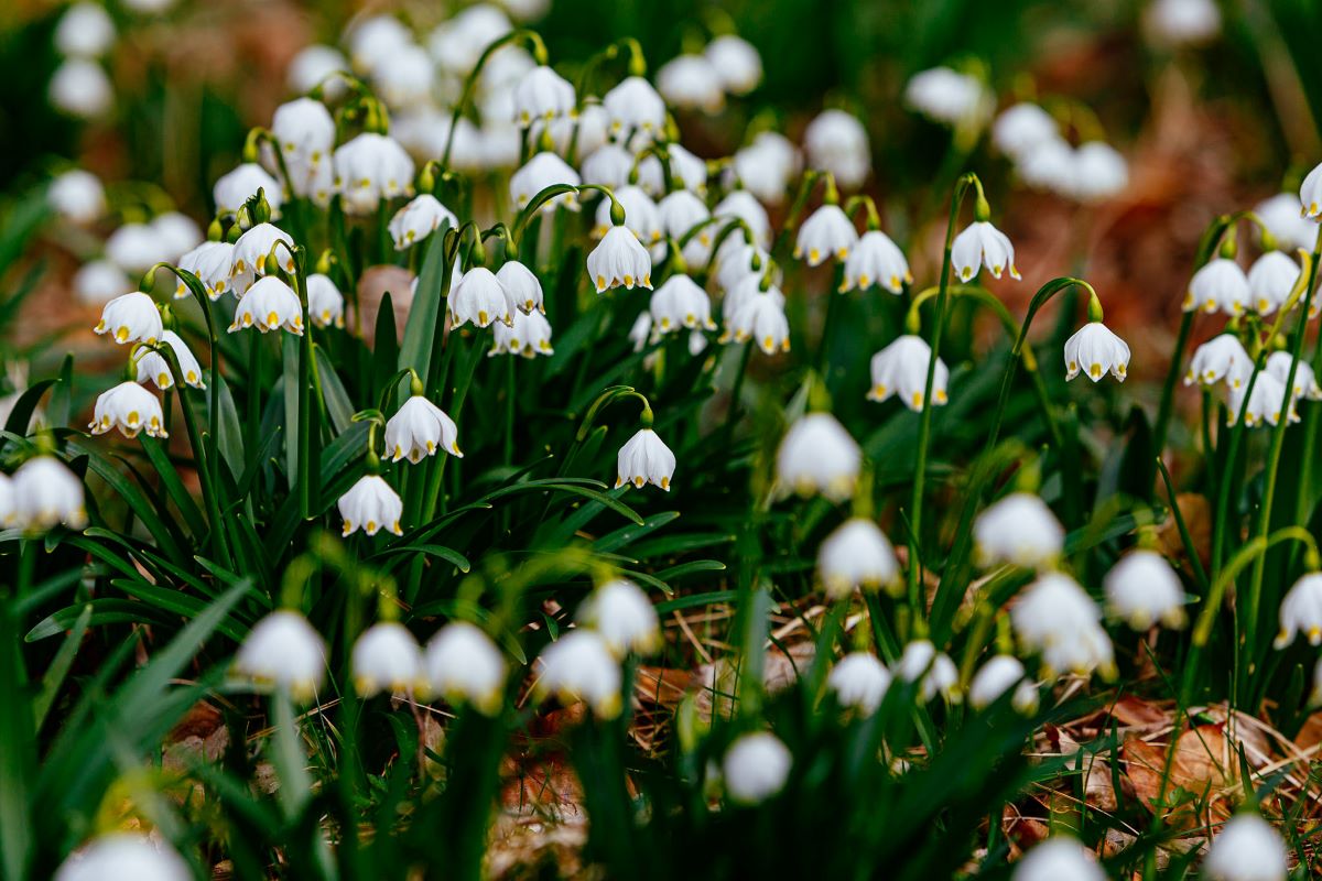 25 природних скарбів Закарпаття: білоцвіт весняний на Перечинщині (ФОТО)