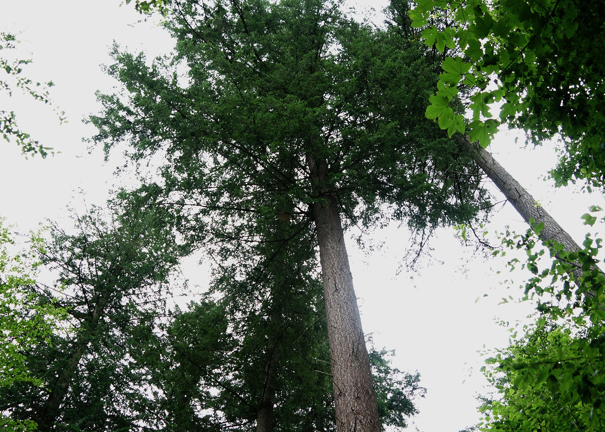 Дерево-гігант з Північної Америки на Закарпатті: дугласія зелена (ФОТО)