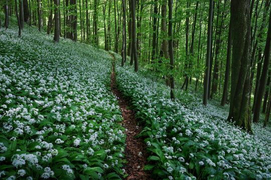 Черемша на Вододільному хребті (ФОТО)