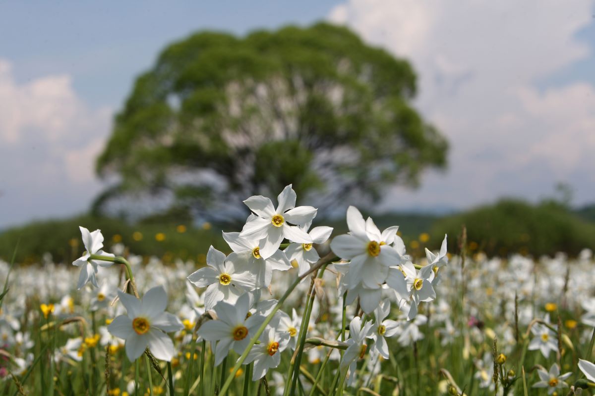 Долина нарцисів – примандрувати з льодовиком, щоби квітнути людям на радість (ФОТО)