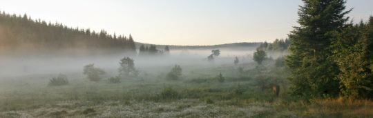 Торф’яне болото “Чорне багно”: природна пам'ятка, врятована бобрами (ФОТО)