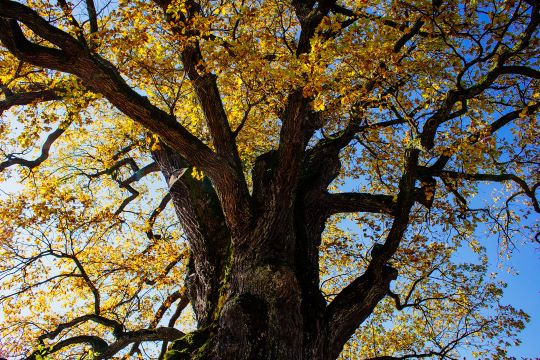 Найстаріші дуби України: Дідо-дуб і Чемпіон (ФОТО)