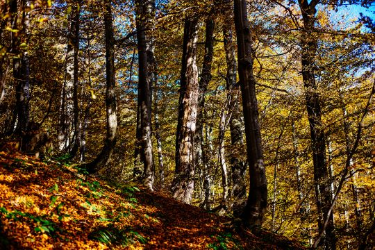 Нацпарк «Ужанський» (ФОТО)