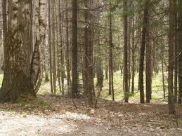 На Закарпатті створено нове держпідприємство "Іршаваагроліс"
