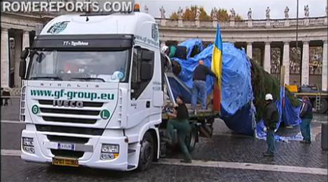 Закарпатську ялинку вже встановили на площі Святого Петра (ВІДЕО)