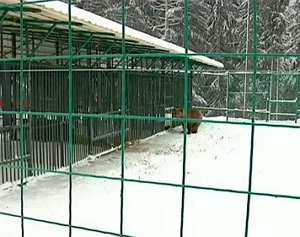 На 12-ти гектарах закарпатського лісу відкрили центр реабілітації ведмедів (ВІДЕО)
