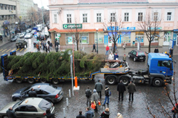 У Мукачеві встановили головну ялинку міста