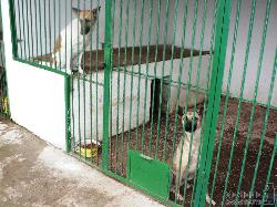 Мукачівський притулок для бездомних тварин виходить на цивілізований рівень