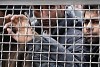 Злочинна група переправляла через Закарпаття нелегалів до Угорщини