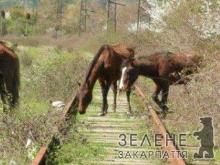 На Закарпатті потяг збив коня