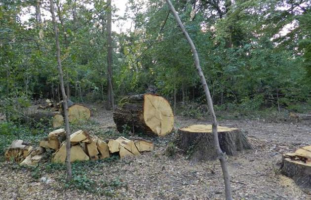 Винищувачів берегівських дубів покарали на 100 грн кожного