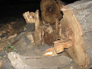 В Ужгороді деревом не вбило школяра, а травмувало жінку