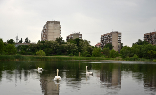 На озеро в центрі Ужгорода прилетіли лебеді (ФОТО)