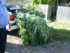 Ужгородську пенсіонерку заловили на вирощуванні конопель