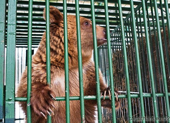 До реабілітаційного центру в НПП “Синевир” привезуть ведмедя з Берегівщини