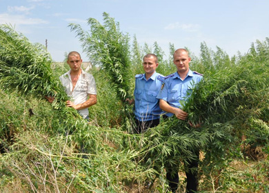 За вирощування конопель берегівця засудили на 2 роки умовно