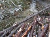 Держекологи змушують «Берегівське ЛГ» відшкодувати 100 тисяч