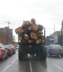 Винуватцеві незаконних рубок у Боздоському парку Ужгорода присудили штраф і 47 тис грн відшкодування
