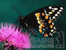 Перші весняні метелики уже літають закарпатськими луками