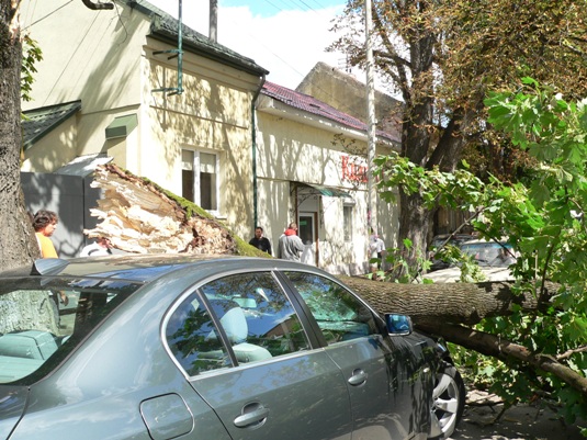 В Ужгороді поламана гілка клена впала на проїжджу частину і розбила лобове скло іномарки (ФОТО)