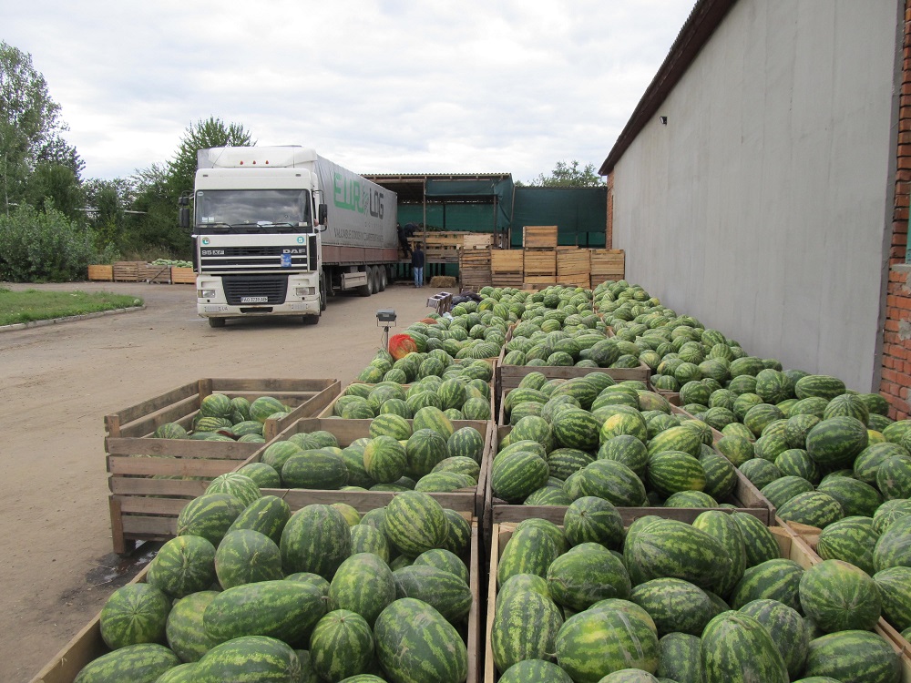 На Закарпатті вирощують кавуни та дині (ФОТО)