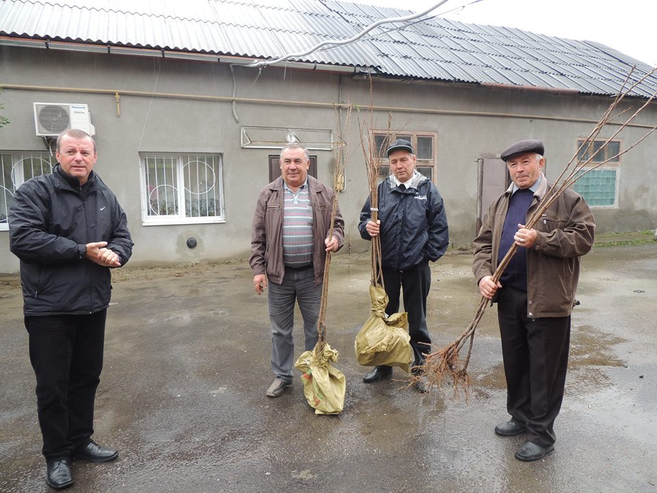 У Берегові висадять півсотні молодих сакур