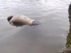 У Синявці в Ільниці знайшли потопельника