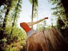 На Мукачівщині незаконному "лісорубу" доведеться сплатити штраф та відшкодувати 13 тис грн шкоди