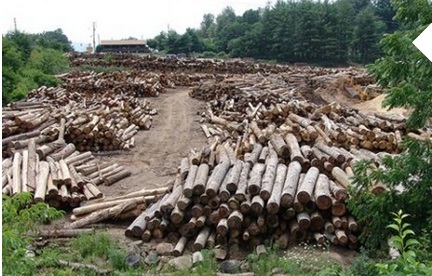 Прокуратура Закарпаття закрила очі на 10-мільйонні зловживання у Великобичківському ЛМГ (ДОКУМЕНТ)