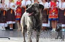 В Ужгороді триває благодійний збір грошей на пам’ятник Душі міста