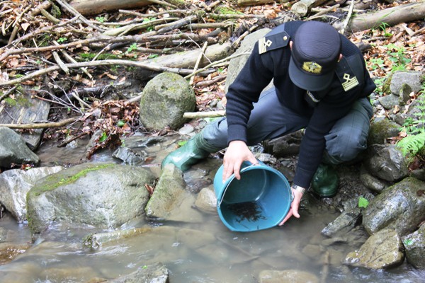 На Закарпатті зарибленням водойм мальками форелі компенсовують шкоду, завдану спорудженням міні-ГЕС (ФОТО)