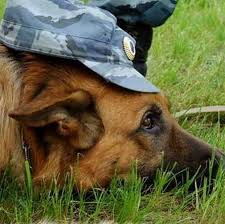 На Закарпатті під час оглядів на митниці службові собаки допомогли виявити наркотики та психотропи