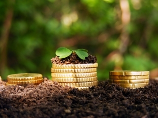 На Закарпатті від продажу земельних наділів до бюджетів усіх рівнів надійшло 24 млн грн