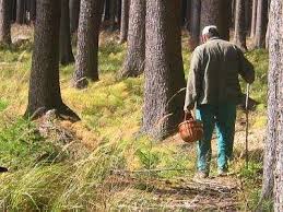 На Рахівщині шукають двох грибарів, які втратили орієнтир та заблукали