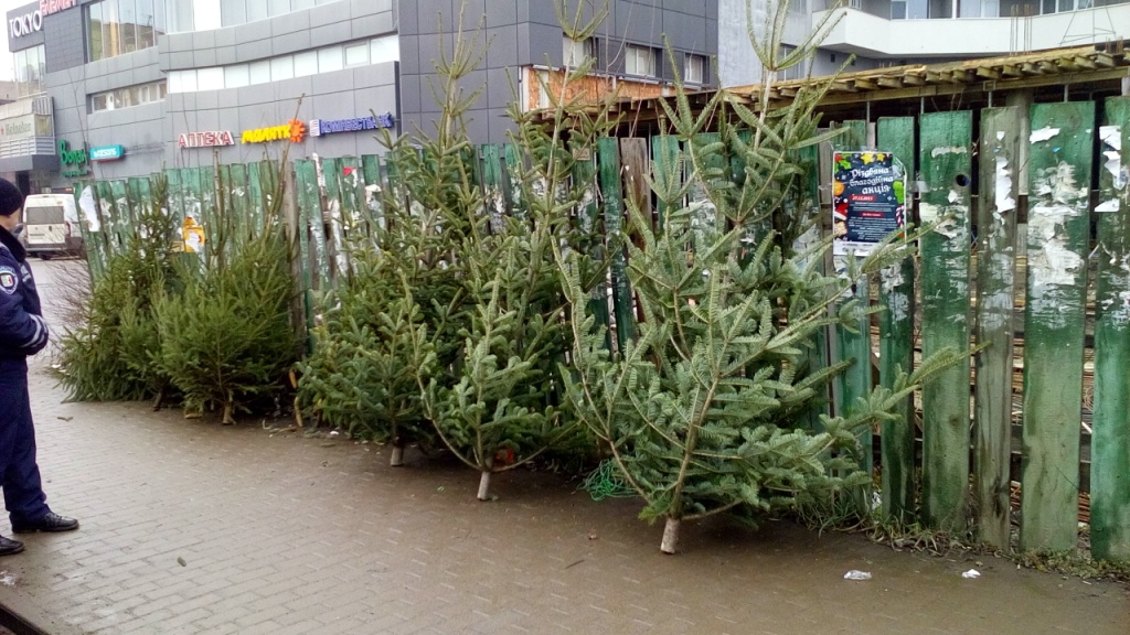 В Ужгороді влада обіцяє конфісковувати "ліві" ялинки і штрафувати продавців