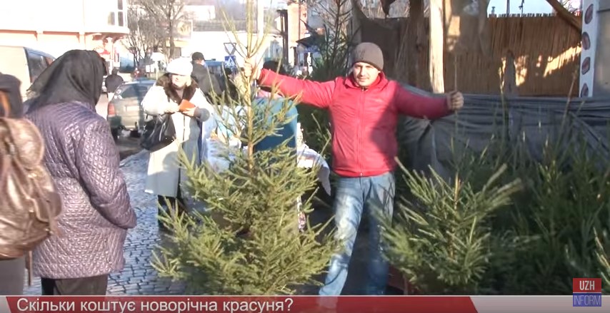 За ялинки на Закарпатті правлять від півсотні до 150 гривень (ВІДЕО)