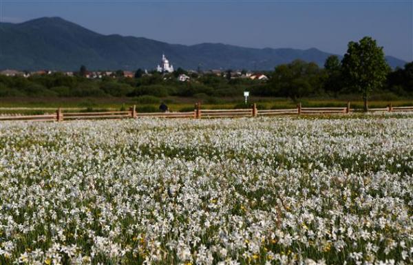 На Закарпатті поряд з Долиною нарцисів незаконно продали землю для будівництва готельного комплексу