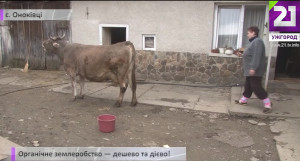 На Ужгородщині селяни вирощують городину на екологічно чистих добривах, що їх самі ж і готують (ВІДЕО)