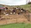 У Тячеві обласні чиновники говорили з фермерами про відродження тваринництва (ВІДЕО)