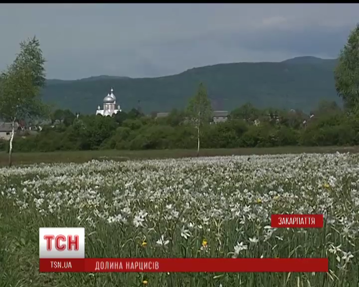 На Закарпатті розквітли 250 гектарів унікальної Долини нарцисів (ВІДЕО)