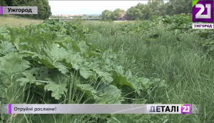 Попри обіцянки до кінця травня очистити береги Ужа в Ужгороді від борщівника, роботи нині навіть і не починали (ВІДЕО)