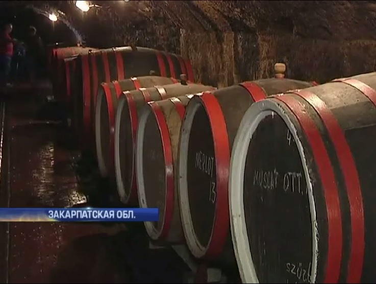 Через ліцензування закарпатські винороби вимушені самоліквідуватися або пітити «в тінь» (ВІДЕО)