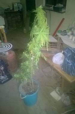 Мешканка закарпатського Буштина вирощувала вдома коноплі (ФОТО)