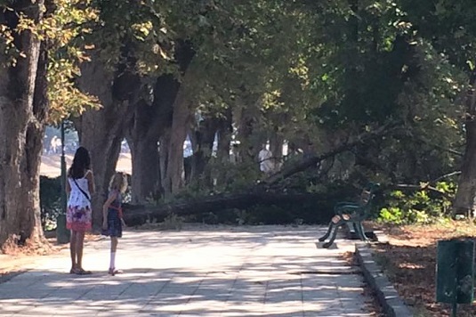 ФОТОФАКТ. В Ужгороді велетенська гілка каштана упала біля мам з дітьми у візочках